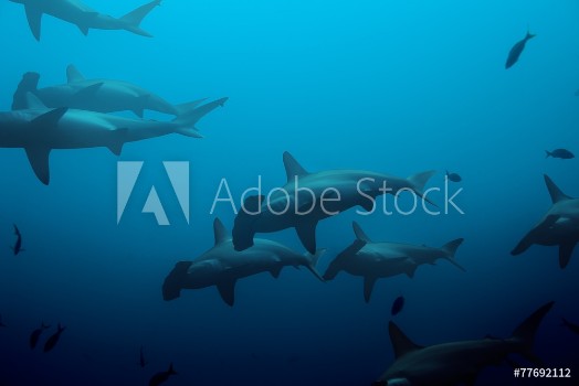 Picture of Large school of hammerhead sharks in the blue